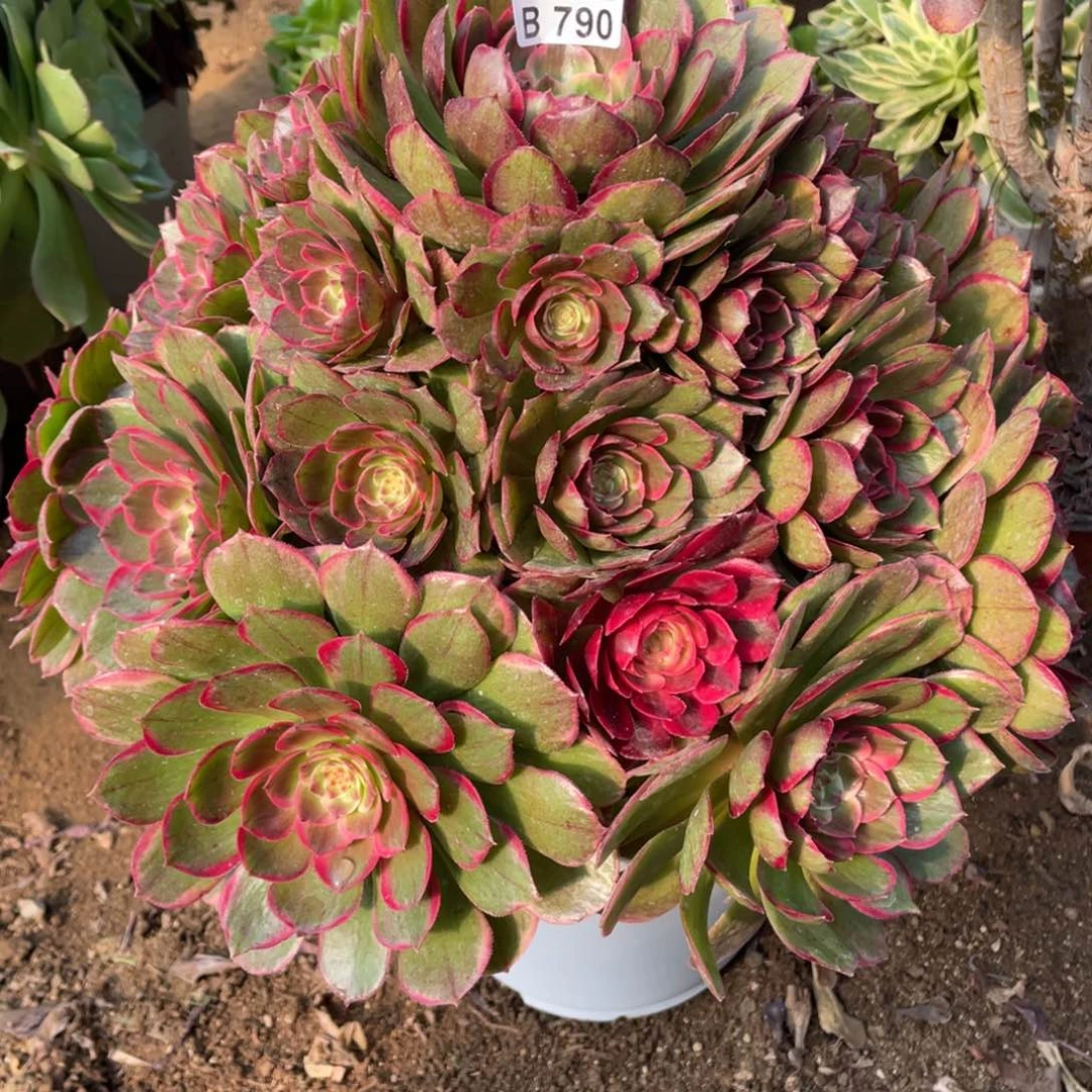 喵*790粉花妖多肉法师断枝不包