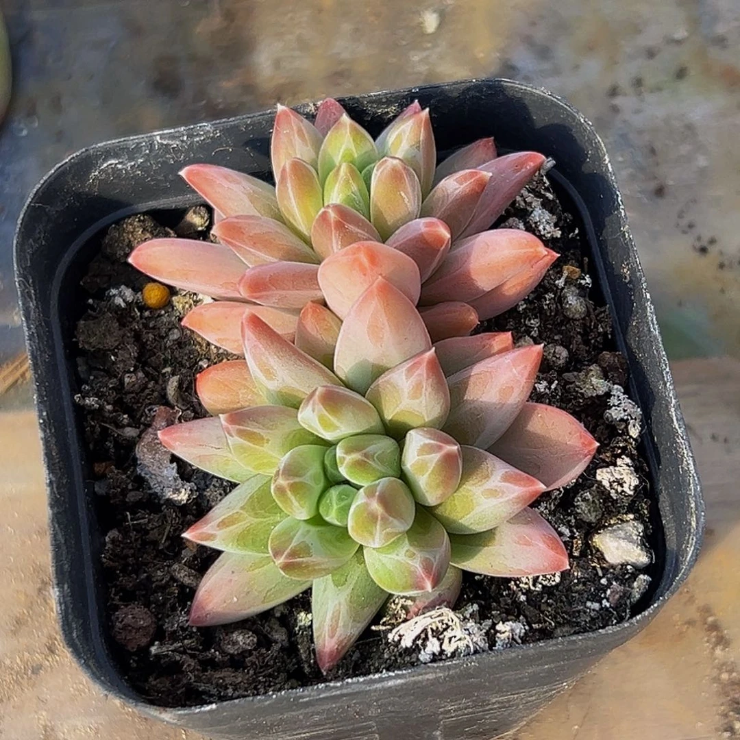 美美精品多肉美人系