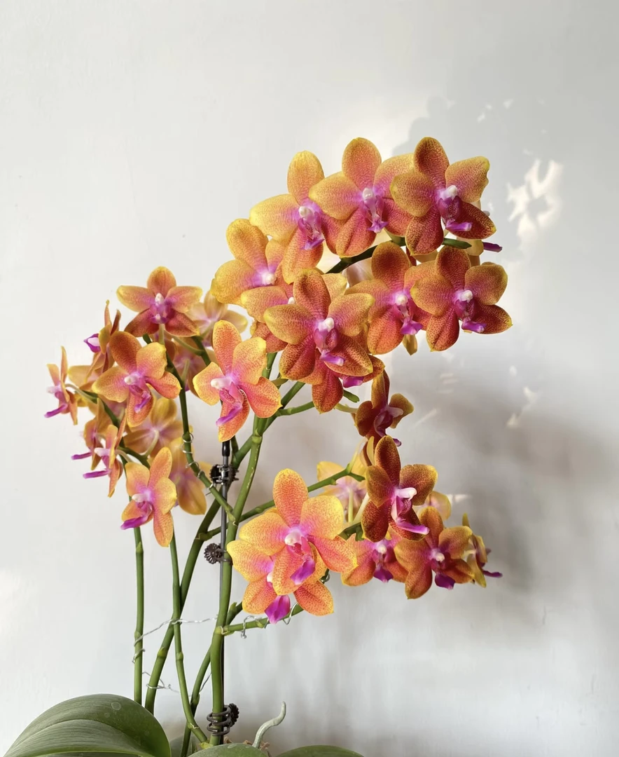 相恋博格丽蝴蝶兰盆栽  任意两颗顺丰包邮