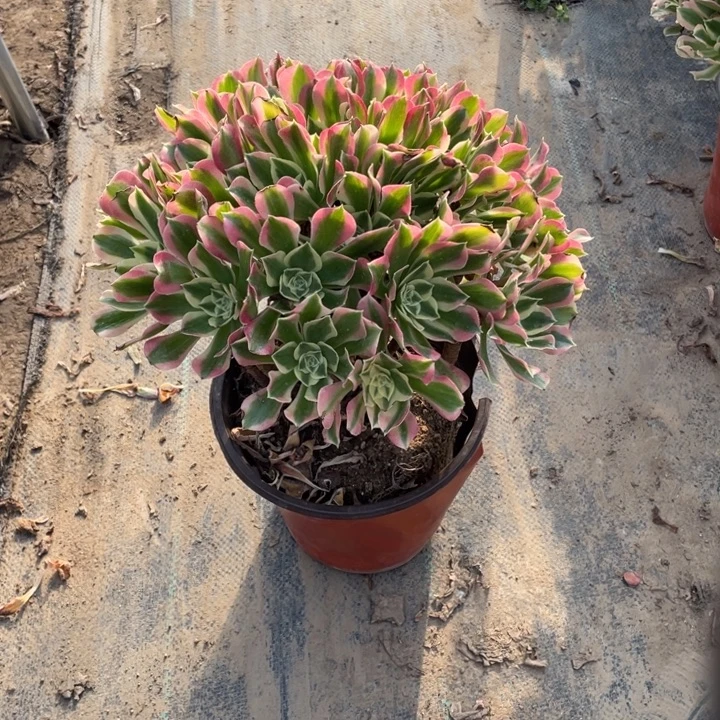 1白凤多肉植物多肉去多肉