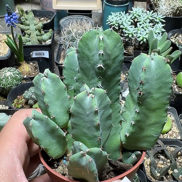 921树脂大戟脱土发货