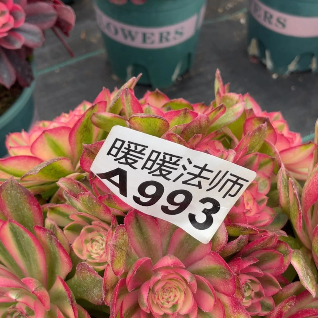 紫砂茶杯稻****桔993分财产vvv