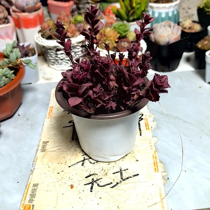 满9元包邮，，小球玫瑰圆盆