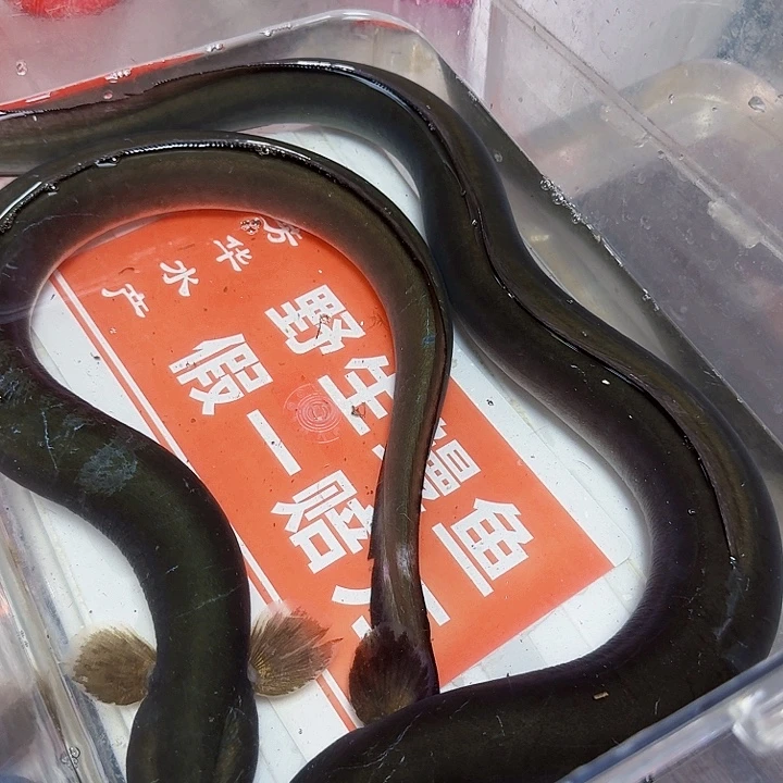 野生鳗鱼包活到家运费