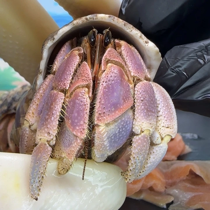 A17紫粉异色 灰白2.5cm口径