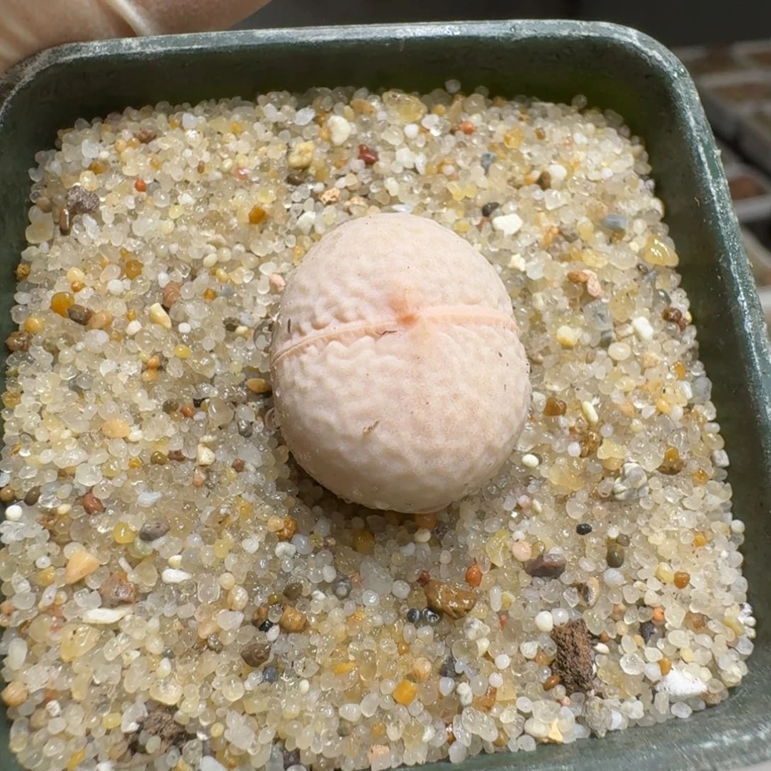 煮**茶0203-50生石花花花