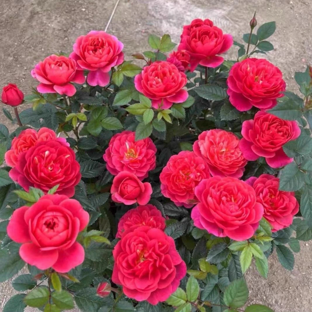 绝色果汁阳台中苗】红色变异果汁阳台花型勤花淡香花卉庭院阳台