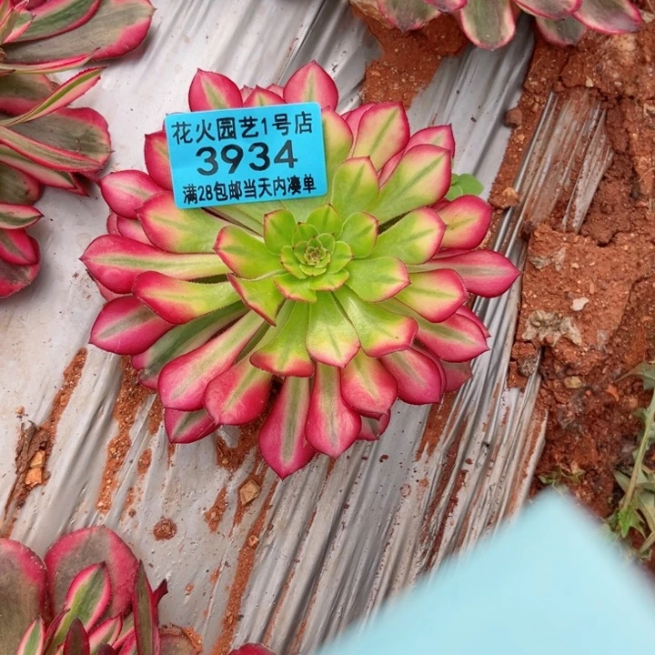 红铜白3934多肉植物