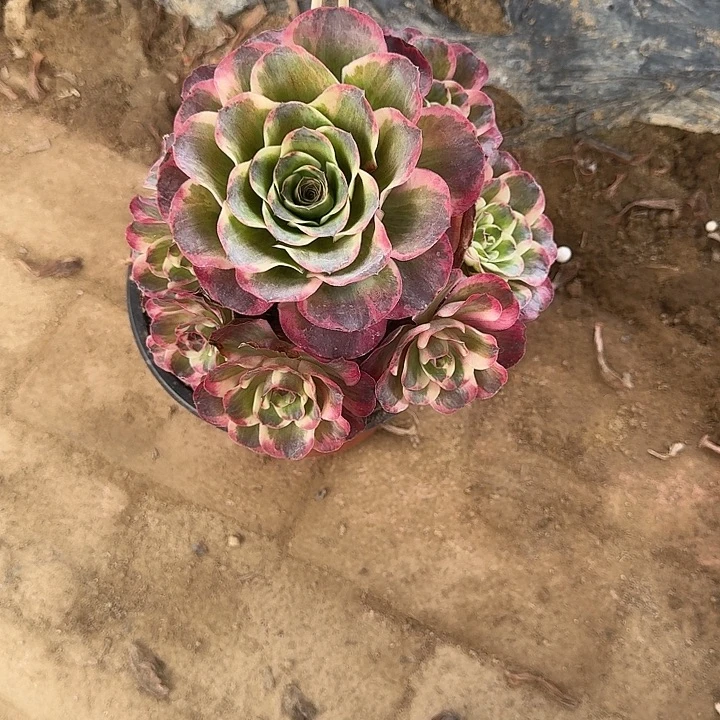 画***晨2杆子纳福多肉哦哦哦