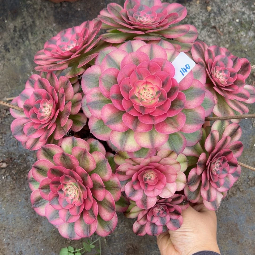 140荔枝多肉植物一紫