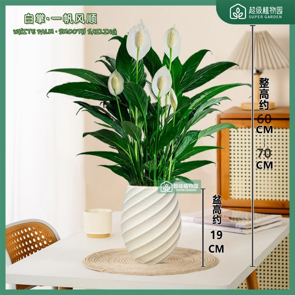 阿曼达美酒白掌盆栽室内花卉植物四季开花客厅办公室桌面净化空气