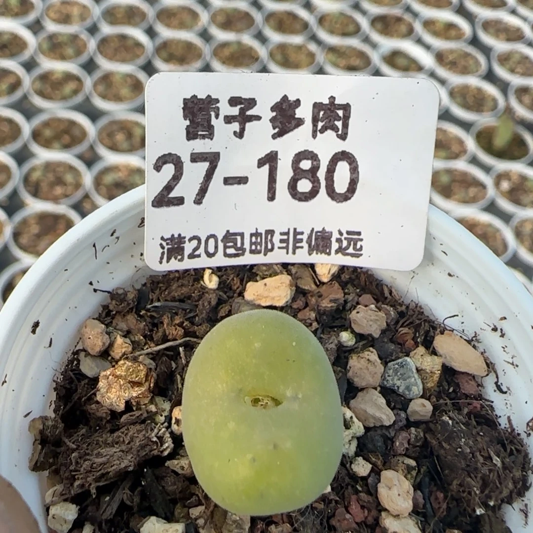 空卡带盆土发货。