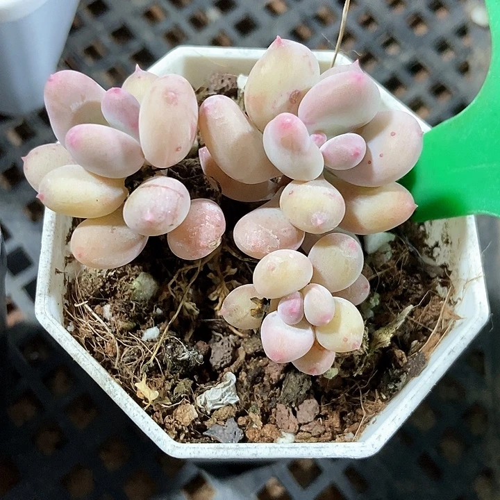 多肉植物彩虹奶10