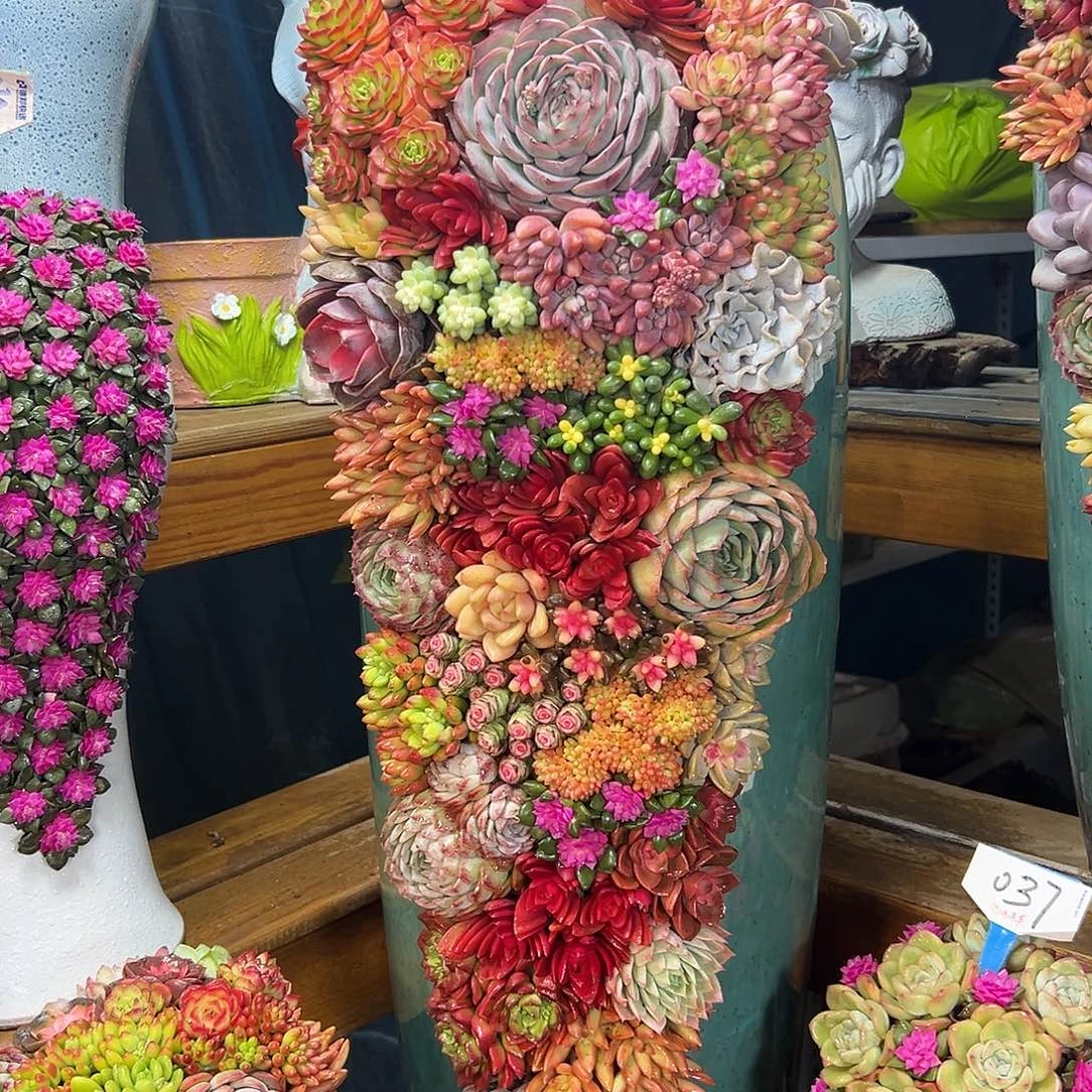 520全家福多肉组合