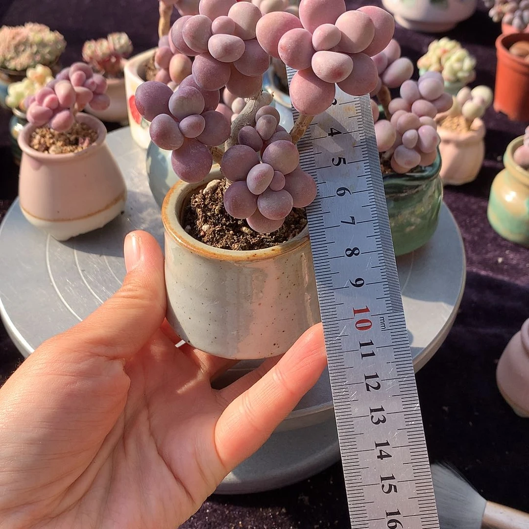 60号带盆偏远地区bu bao you de