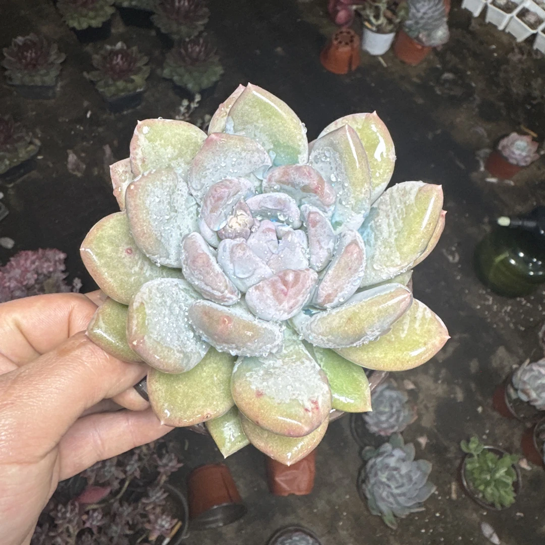 胖美人 以直播标准为主满15包邮不满到付