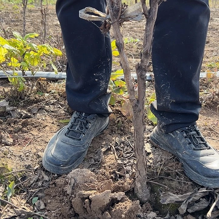 苹***风完全开放花王大颗