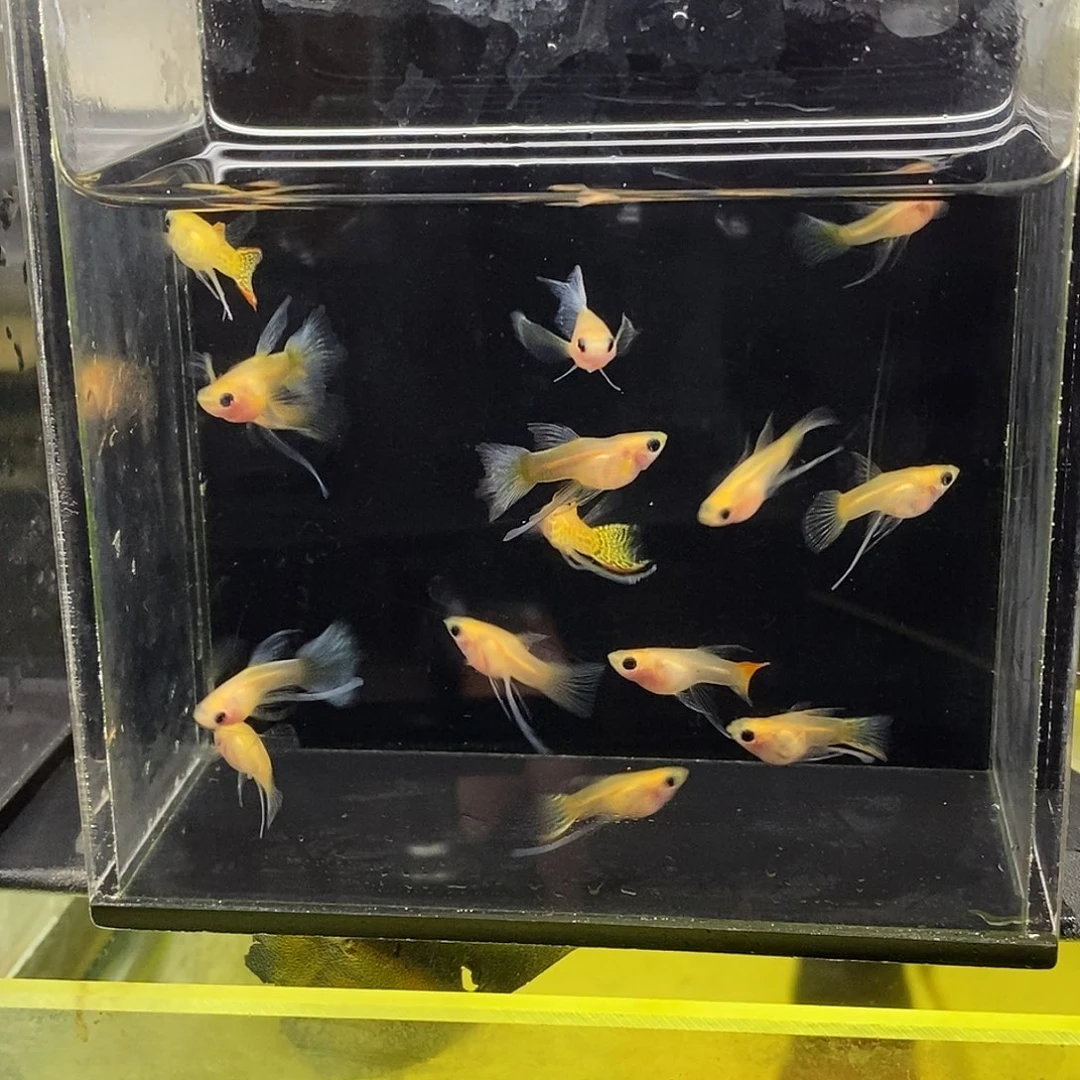 孔雀鱼长公15条包邮