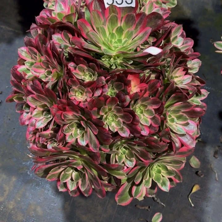 0000000333花样年华