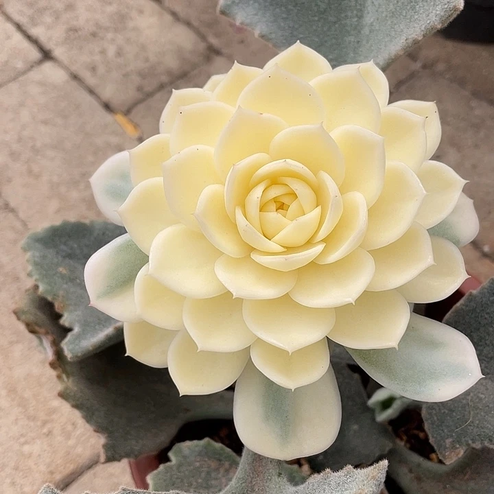 三***牛粉水晶锦。锦龙一物一拍