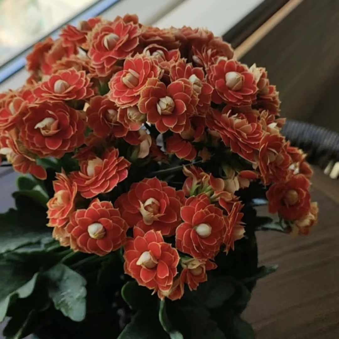 【长寿花】（金狐狸）室内阳台好养带花苞发货