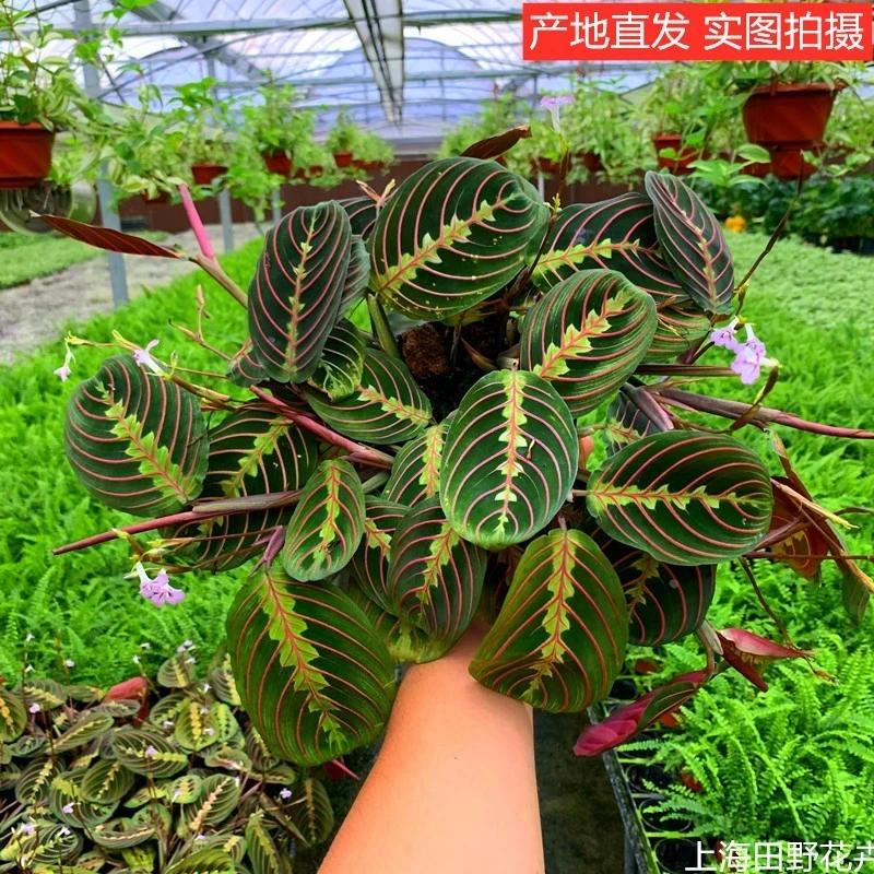 红脉白脉叶蝉竹芋北欧简约室内垂吊耐阴常青观叶绿植盆栽