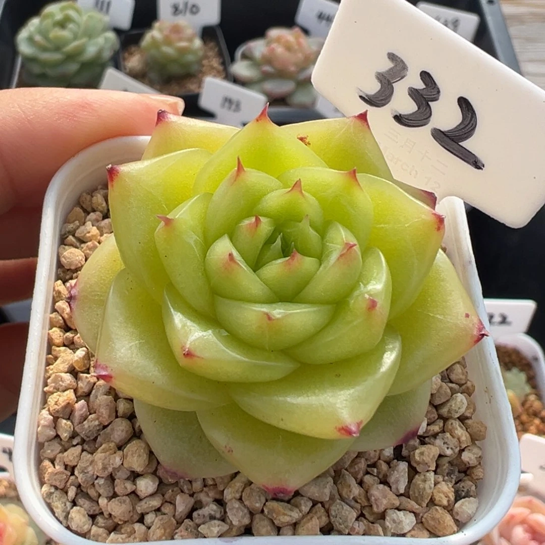 332号杜若珍妮 晗雨
