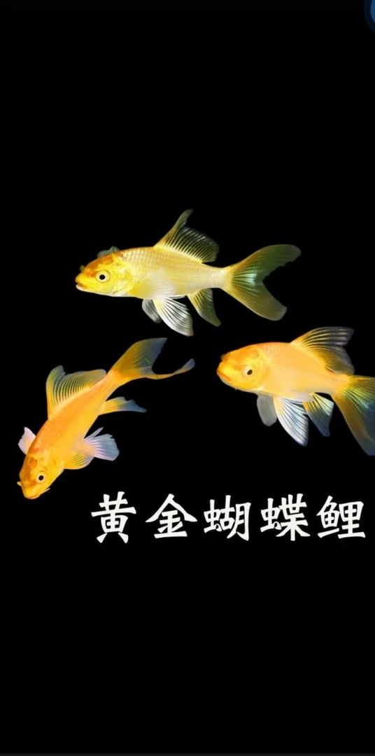 台湾黄金蝴蝶鲤大鳍大尾鱼