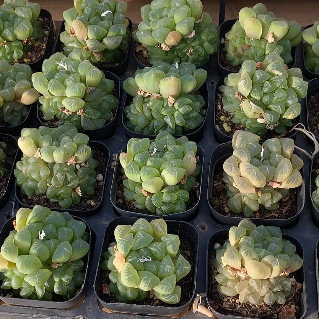 48姬玉露群，多肉植物