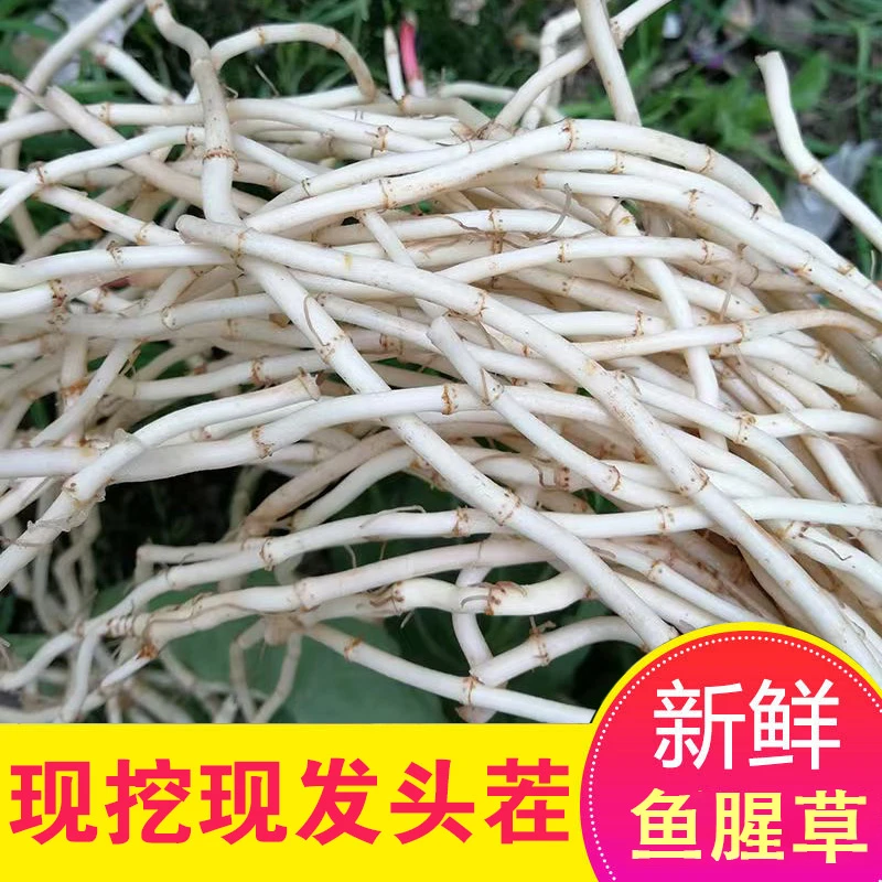 当农新鲜现挖鱼腥草蔬菜折耳根节节根新根脆嫩可凉拌晒干炒肉