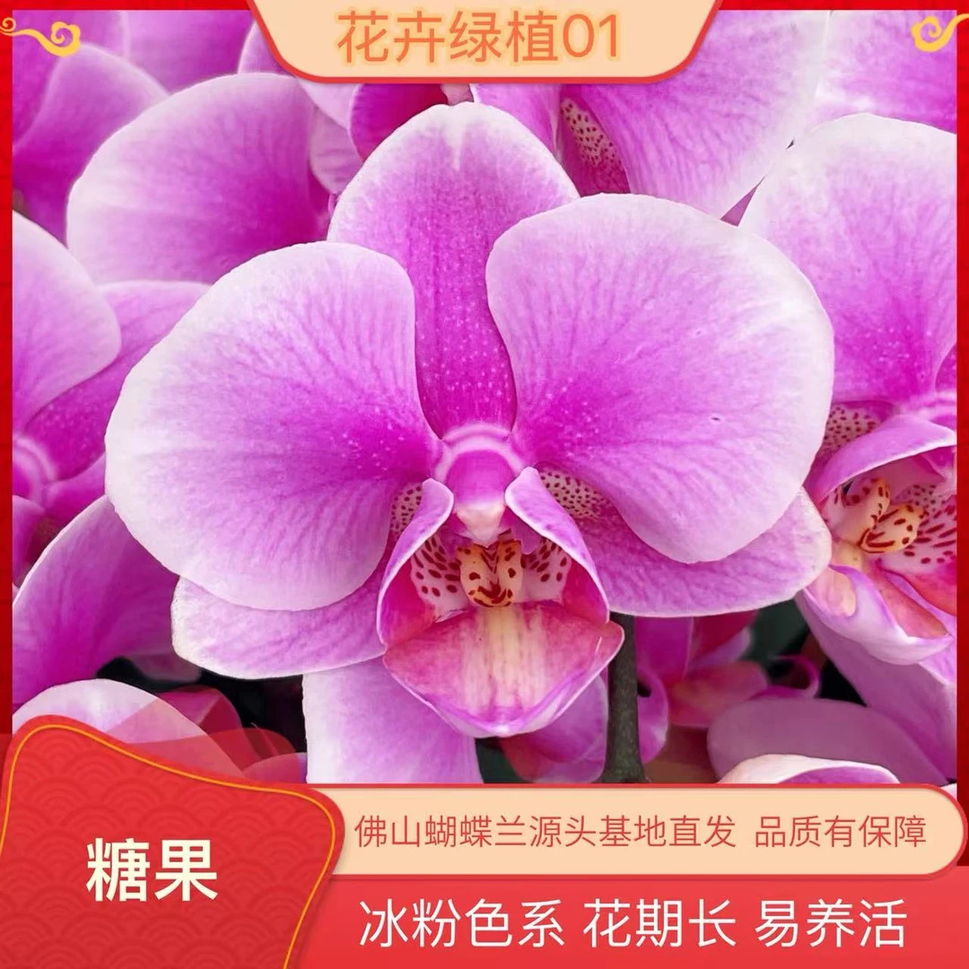 九仙嶂【糖果01】欧品自带仙气高端蝴蝶兰