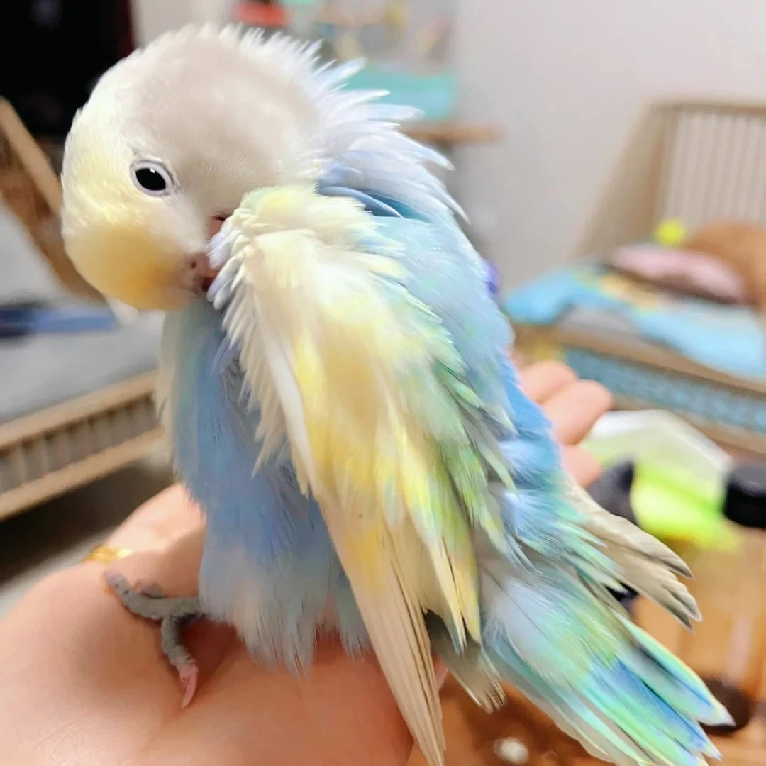 鹦鹉活体鹦鹉雏鸟鹦鹉活体来了