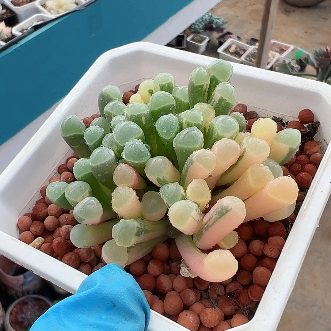 五十铃玉锦，多肉植物