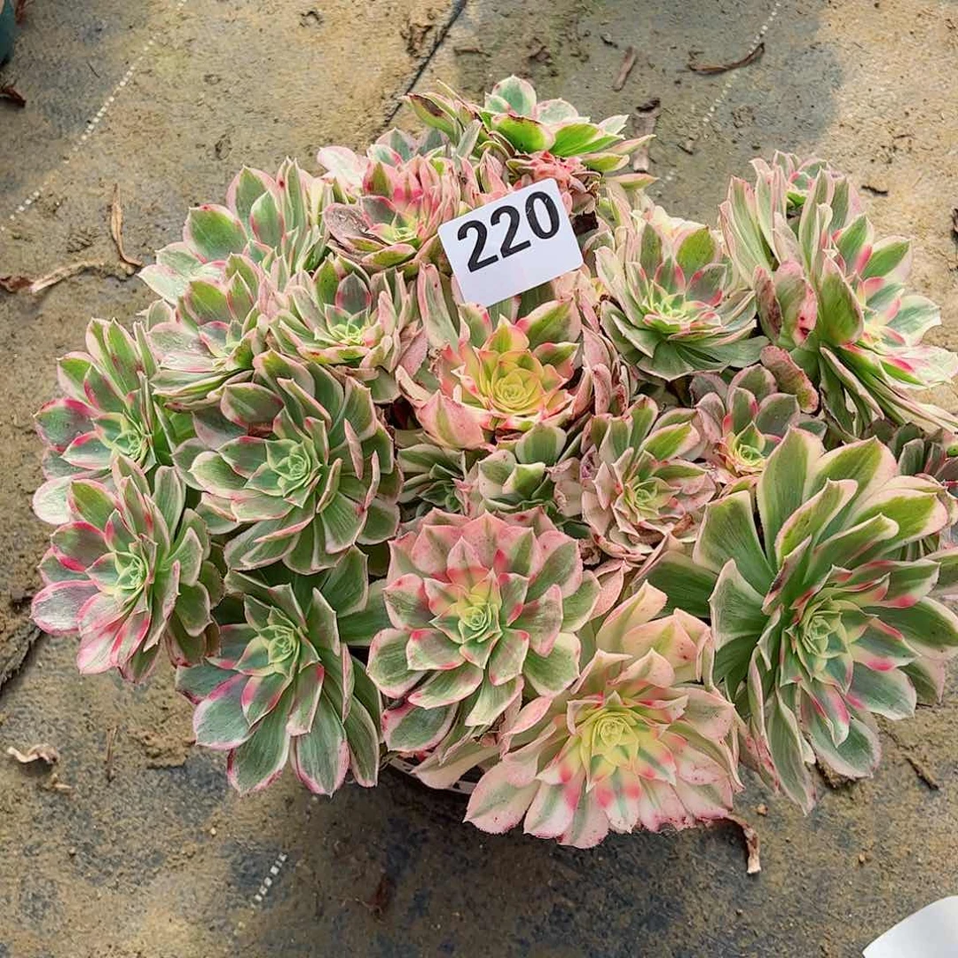 无花朵多肉植物220