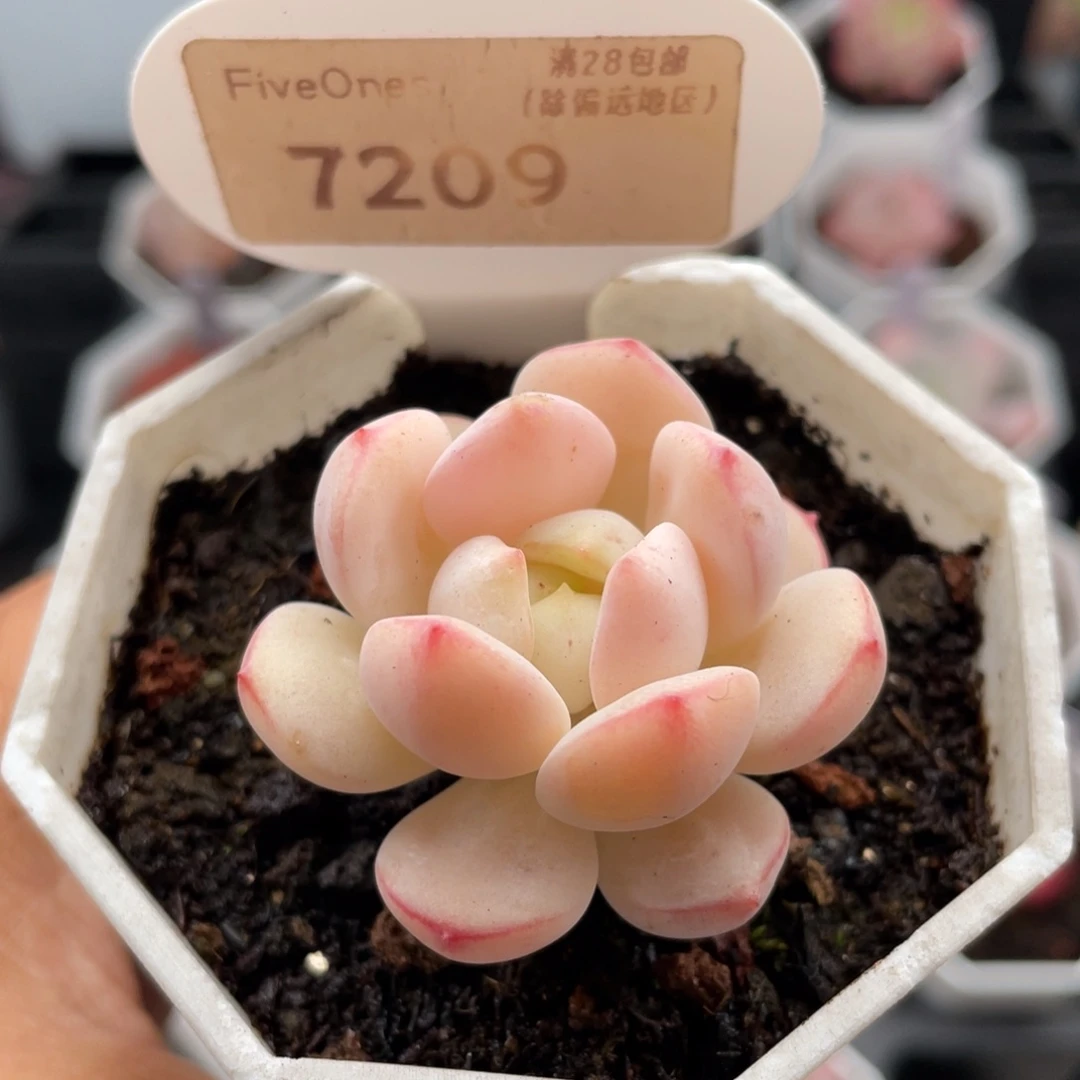 香草7209-4.0厘米