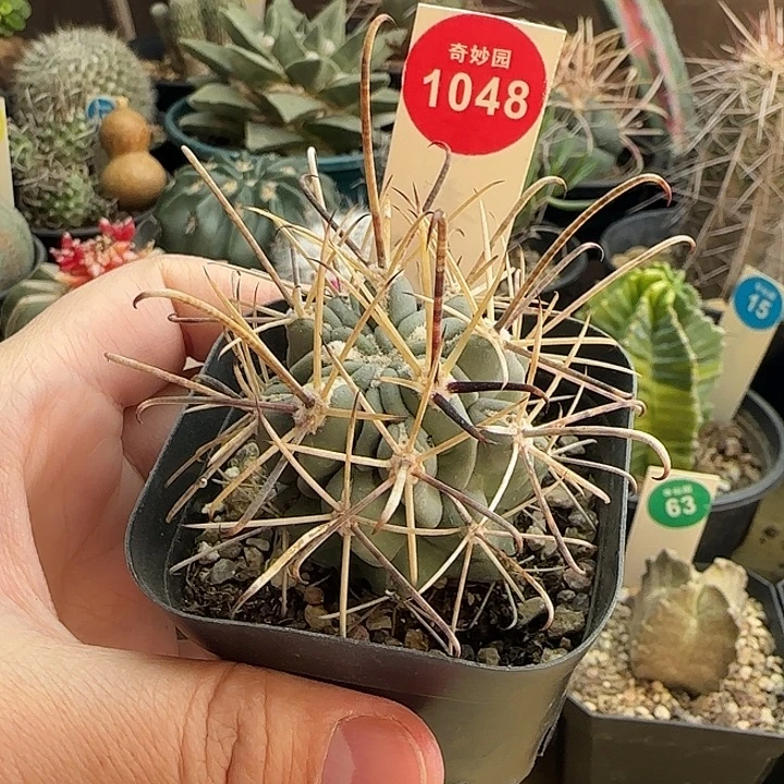 实生狂刺黑罗刹一棵