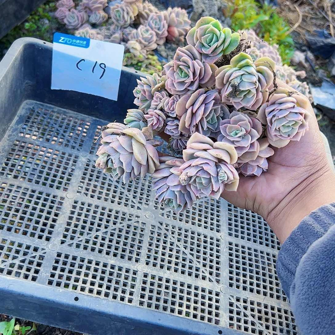 人**态c19可爱玫瑰可爱