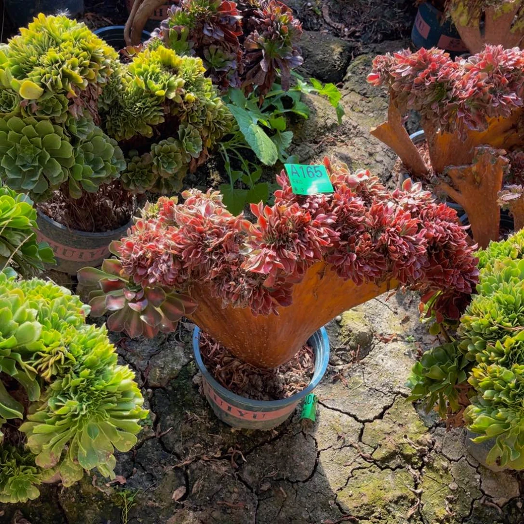 女巫中斑缀化93-39