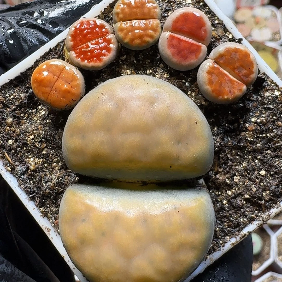 生石花111111。  167