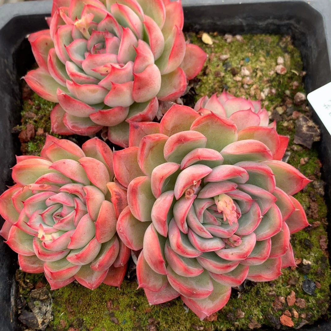 5742杂交多肉老桩