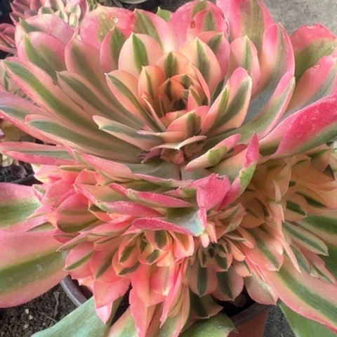 法师香妃1111的香妃