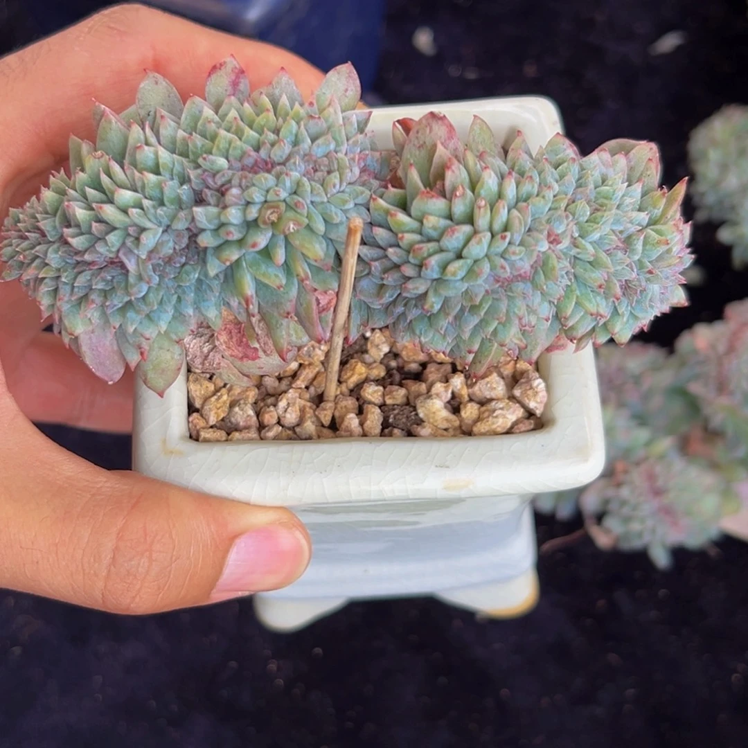 新年快乐 新年快乐