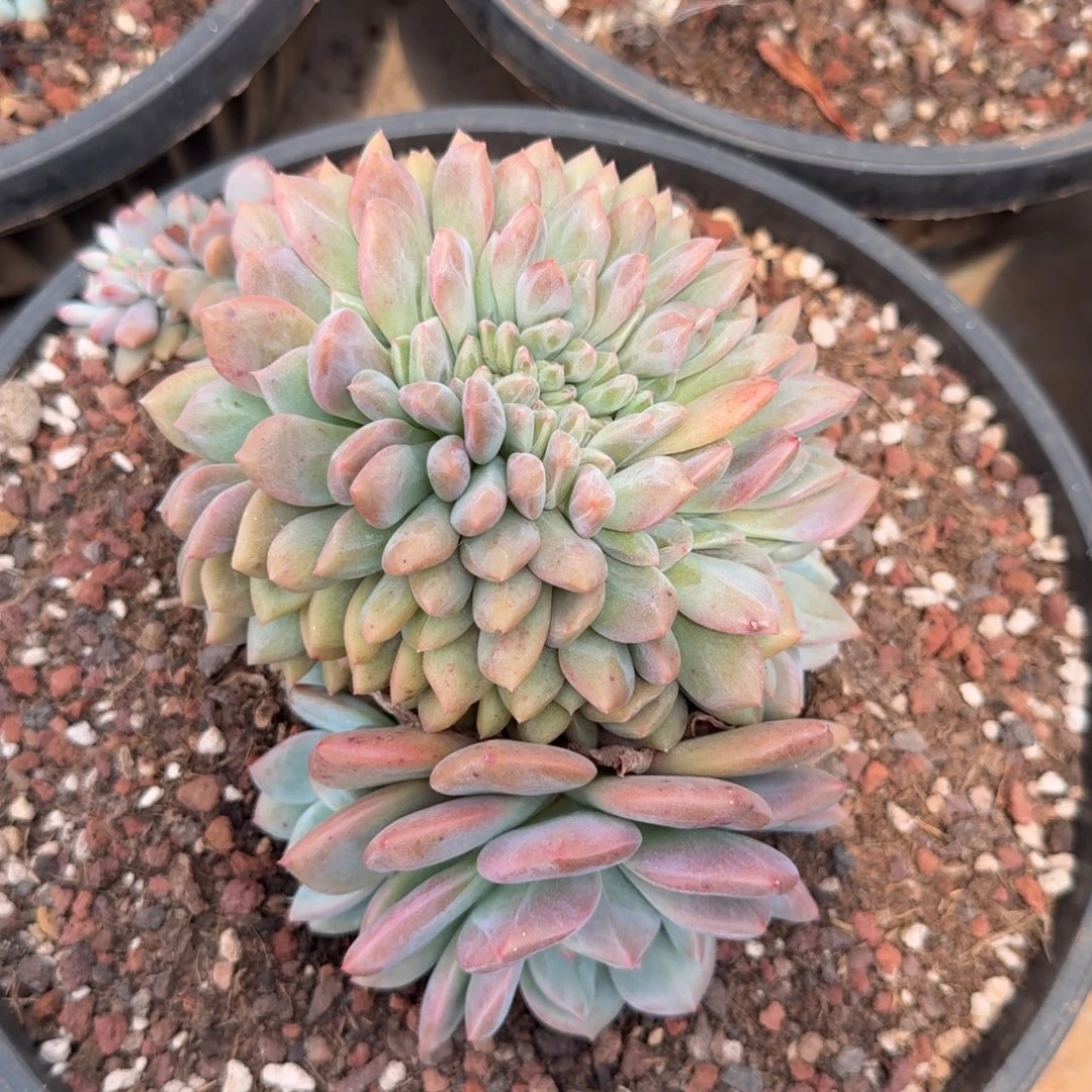 埃尼尔缀化多肉植物