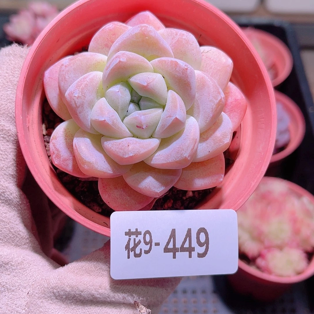 花利美9-449冰玉
