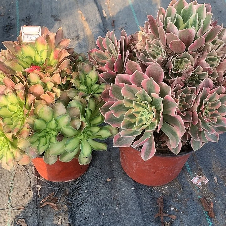 阿*罗723两颗多肉植物