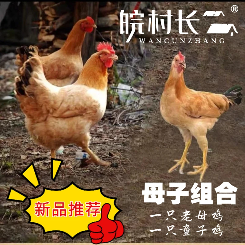 [母子组合]1只老母鸡+1只童子鸡 皖村长正宗皖南土鸡 散养土鸡新