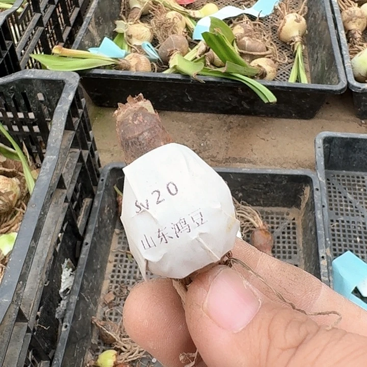 当前无花栽培后可以开花清****8sv20