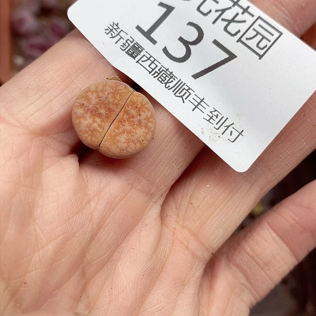 我会把他给她最好137