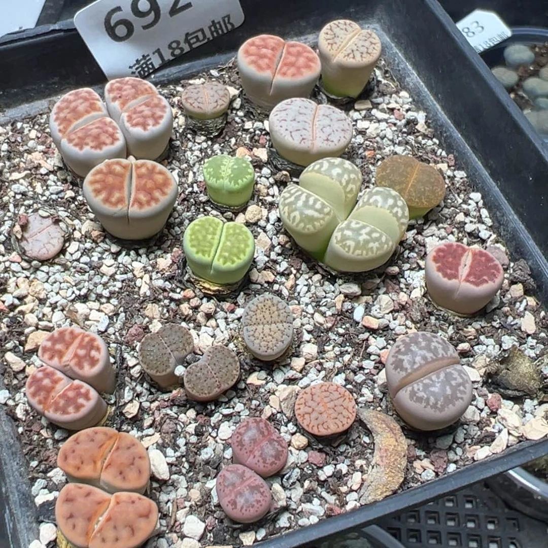 【闪购商品】 692.