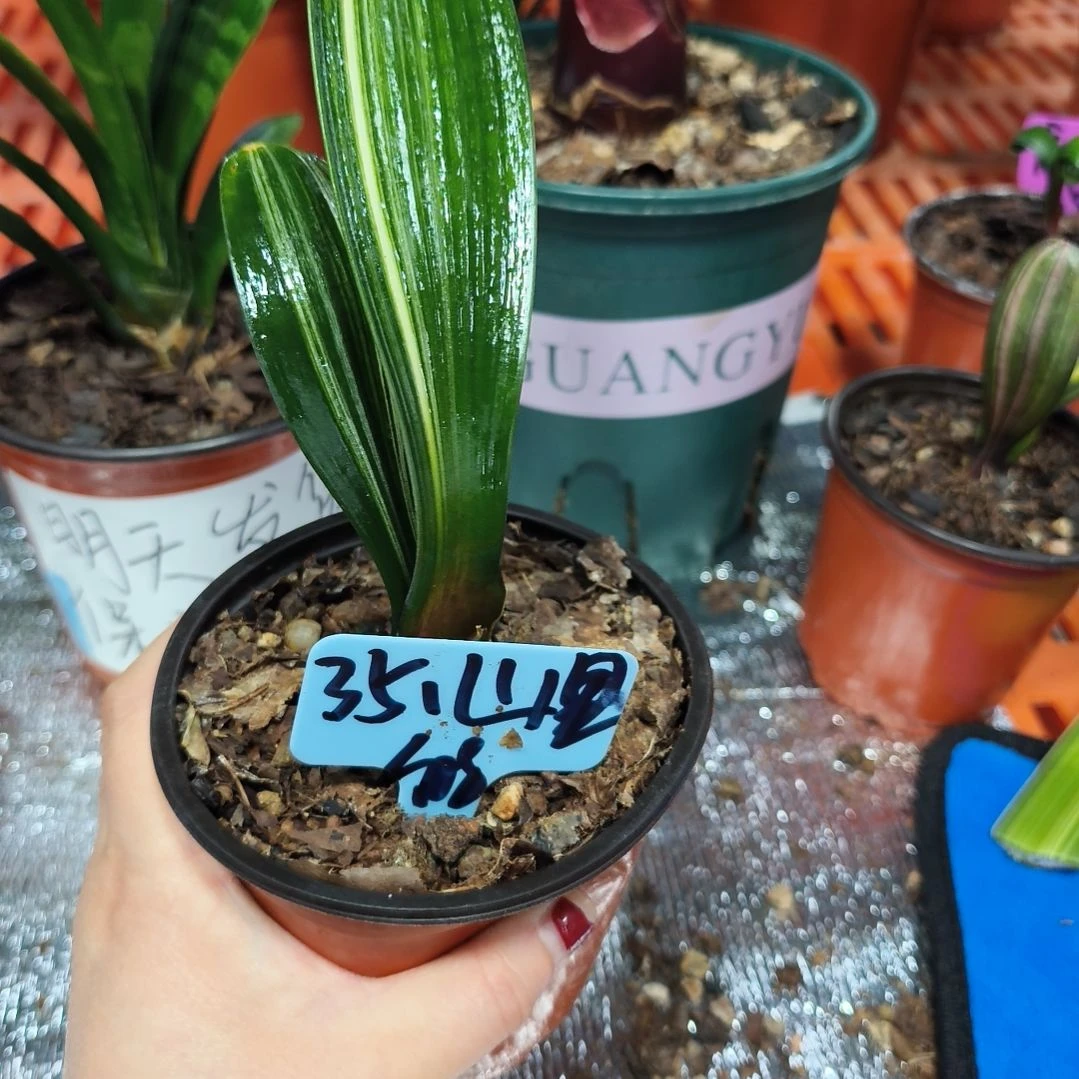 山***娃无花朵君子兰直播带货王